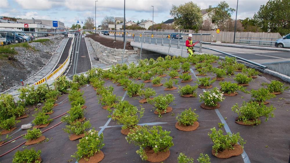 Planting til grøntområde ved et veikryss - Klikk for stort bilde